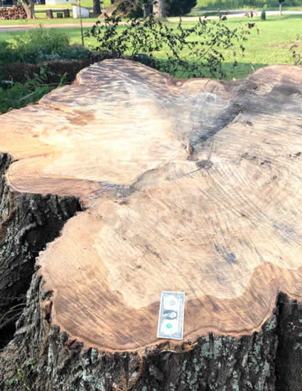 large stump in front yard